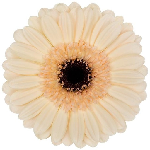 Gerbera Mini Cafe 