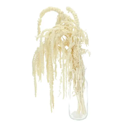 Amaranthus Bleached Per Bunch