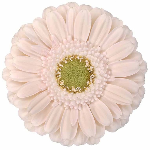Gerbera Mini Alix-Noor 45cm 7cm hd