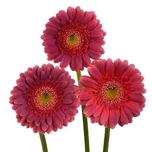 Gerbera Mini Bizar 45cm 7cm hd