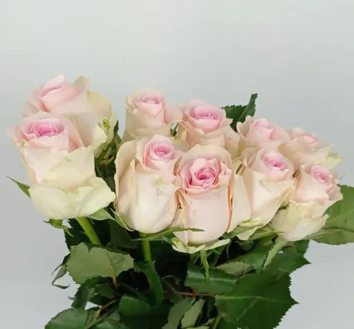 Rose Sweet Revival 50cm 
