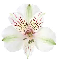 Alstro Himalaya White 70cm