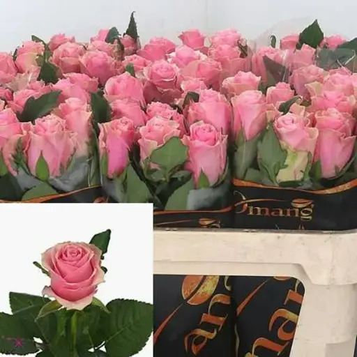 Rose Celeb 50cm KN