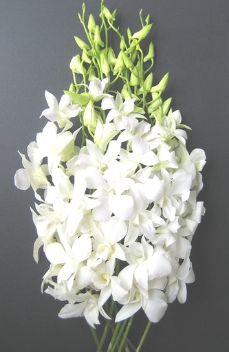 Dendrobium Big White M