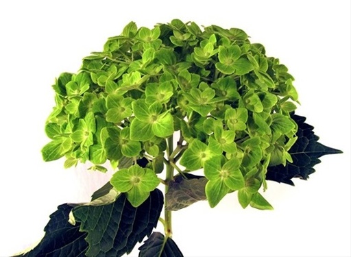 Hydrangea Premium Esmerald Green