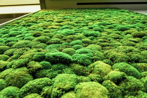 Preserved Moss