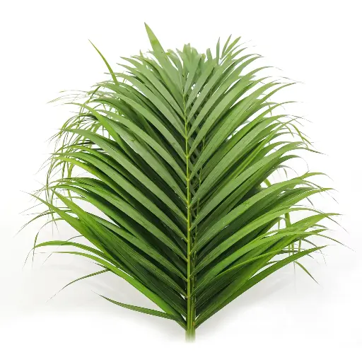 Cane Palm / Areca70cm