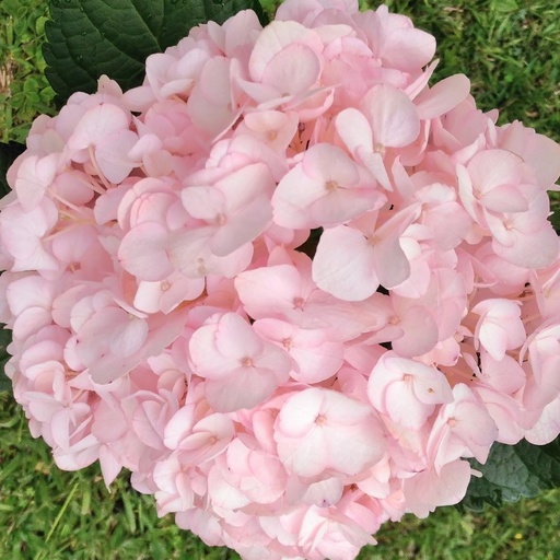 Hydrangea Premium Light Pink CL