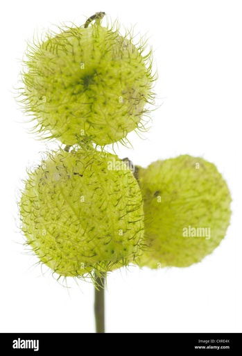 Gomphocarpus Fruticosus Moby Dick 60cm