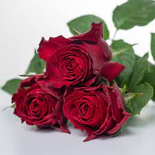Rose Madam Red 40cm