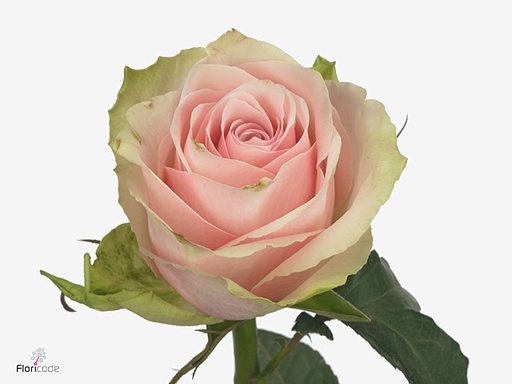 Rose Pink Athena 40cm