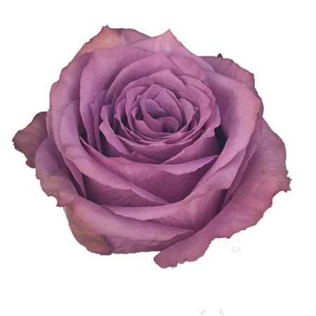 Rose New Orleans 50cm