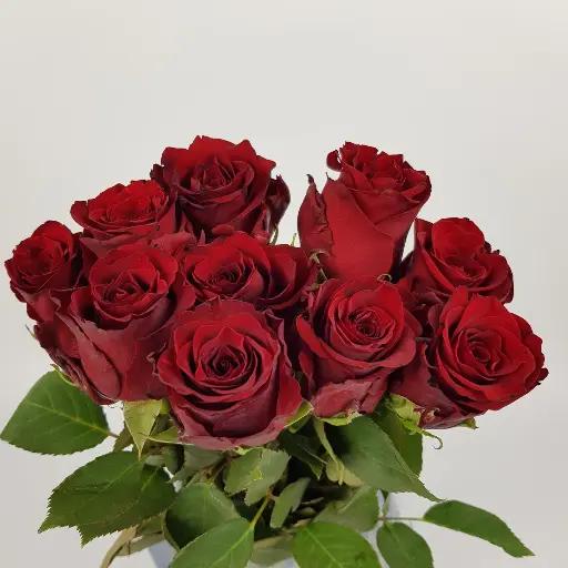Rose Explorer 40cm EC
