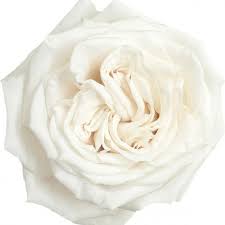 Rose Playa Blanca 50cm EC