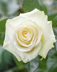 Rose Mondial 50cm EC