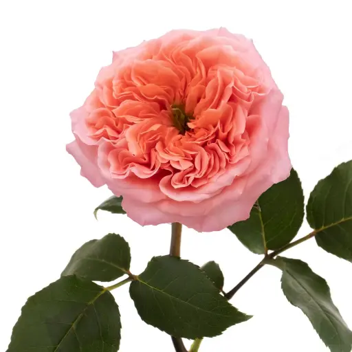 Rose Mandarin Xpression 60cm