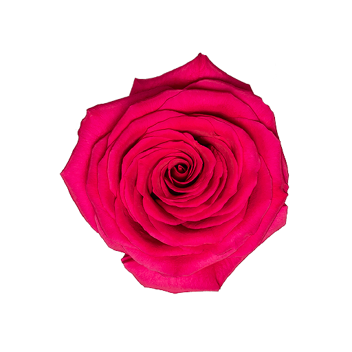 Rose Gotcha 60cm EC
