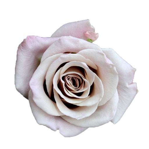 Rose Menta 50cm