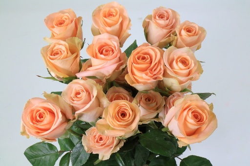 Rose Tiffany 50cm EC
