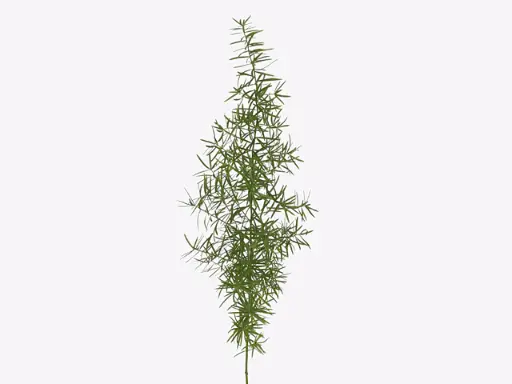 Asparagus LB