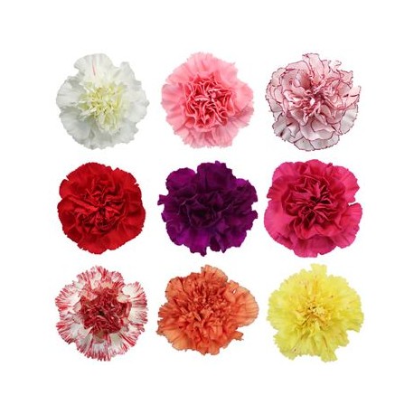 Carnation Mix KN
