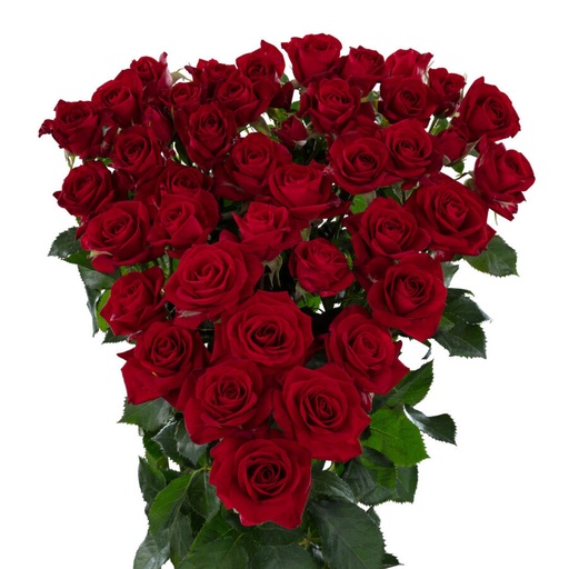 Spray Rose Dominica 50cm