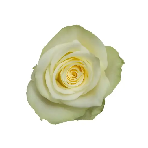 Rose Athena 40cm