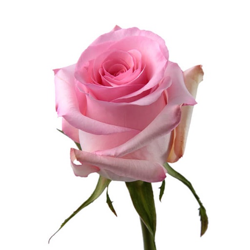 Rose Revival 40cm