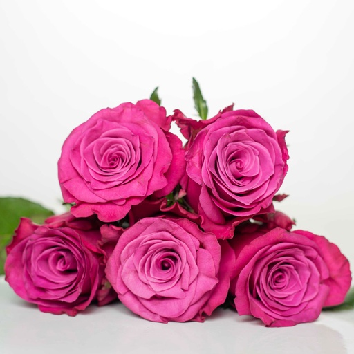 Rose Cool Blue 50cm