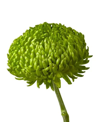 Chrysanthemum Green BDS