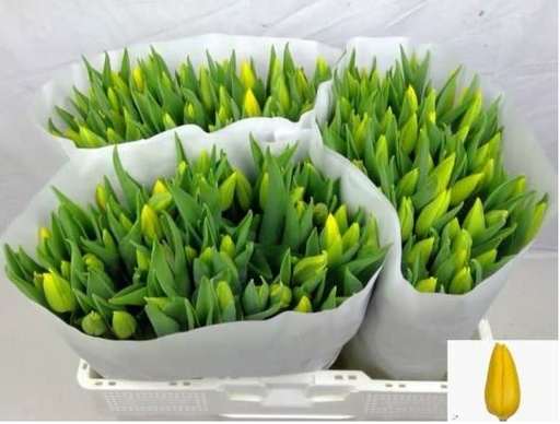 Tulipa Strong Gold 