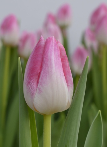 Tulip First Class 