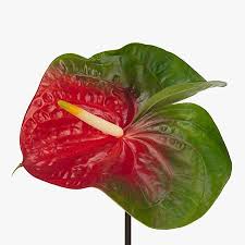 Anthurium Amigo Improved Medium Mediumø 