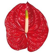 Anthurium Eterno 