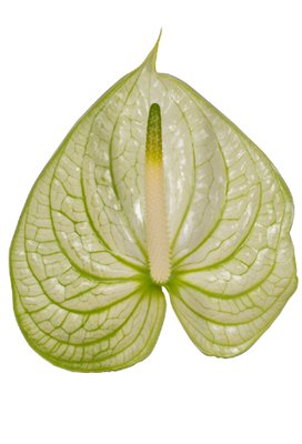 ANTHURIUM EXTASE