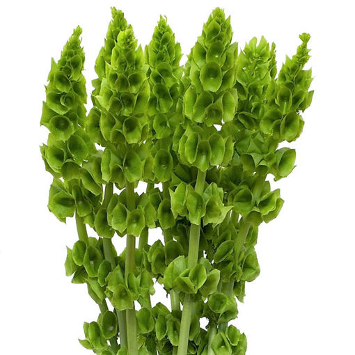 Bells of Ireland 80cm - Molucela 