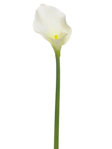 Calla Lily White 70/80cm EC