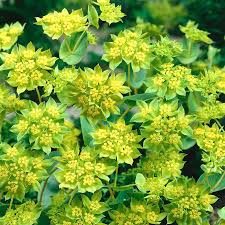Bupleurum Griffithii
