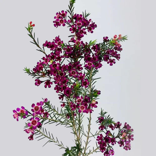 Wax Flower Purple