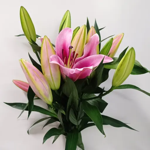 Lily Oriental Maldano 80cm 4+