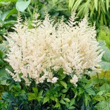 Astilbe Washington 45cm