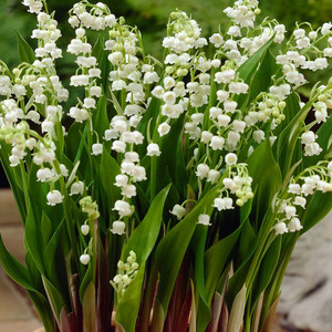 Convallaria(Lily Of The Valley) White 20Cm