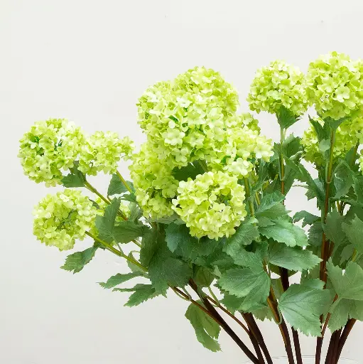 Viburnum Roseum Snowball 