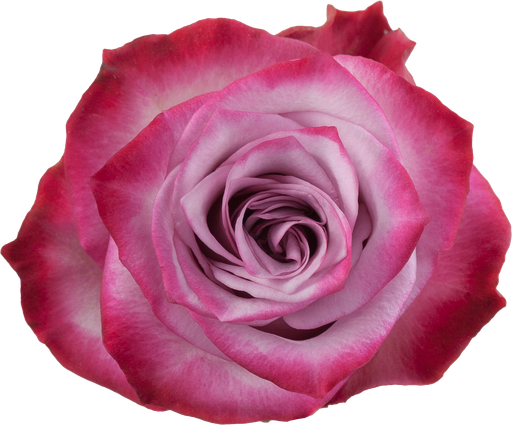 Deep Purple 50cm KN
