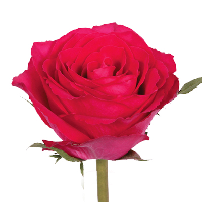 Rose Madam Cerise 40cm