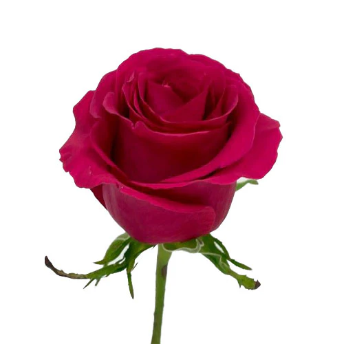 Rose Fuschiana 40cm