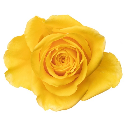 Rose Moon Walk 40cm