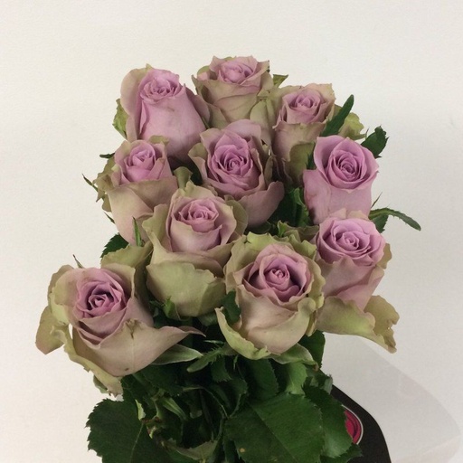 Rose Samantha Bridal 50cm