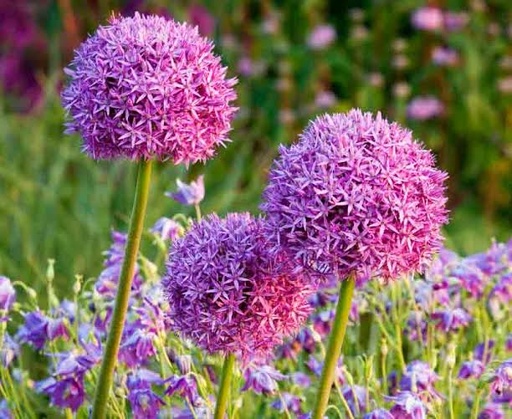 Allium Giganteum 70/80cm
