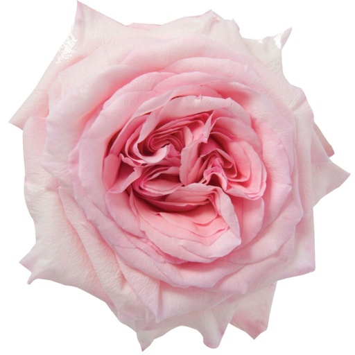 Rose Pink Ohara 50cm K